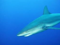 Carribeen Reef Shark - Nassau - shot on the way to surfac... by Dale Treadway 